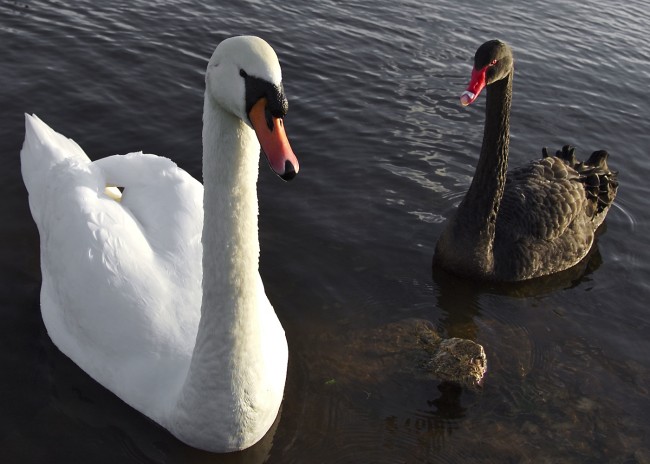 white_black_swans1